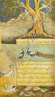 Peafowl Baburnama