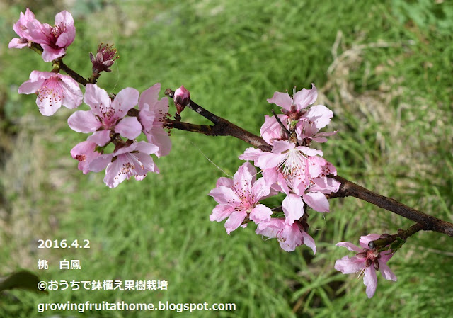 桃白鳳という品種の花の写真