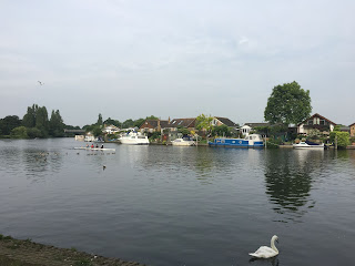 Walton-on-Thames river view with boats, swans and rowers