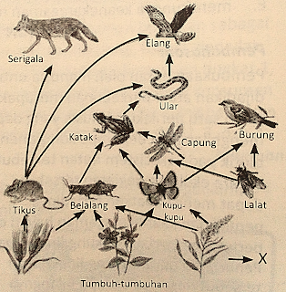 soal un biologi tentang ekosistem