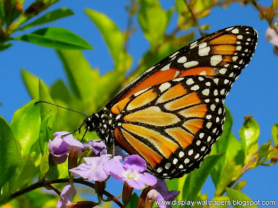 Butterfly Desktop Wallpaper HD