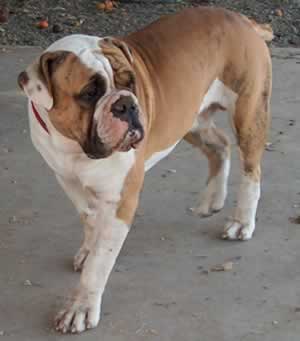 The Olde English Bulldogge is a purebred dog breeds . I