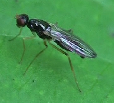 Strongylophthalmyia ustulata