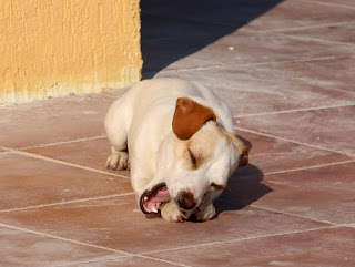 Thelma with one of her many bones