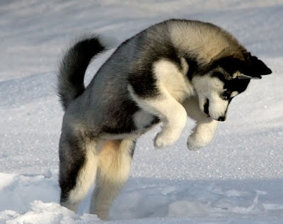 Fotos de cachorros Husky Siberiano