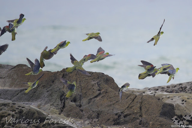 aobato(Green pigeon)