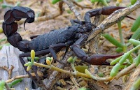 Arabian Fat-tailed scorpion,