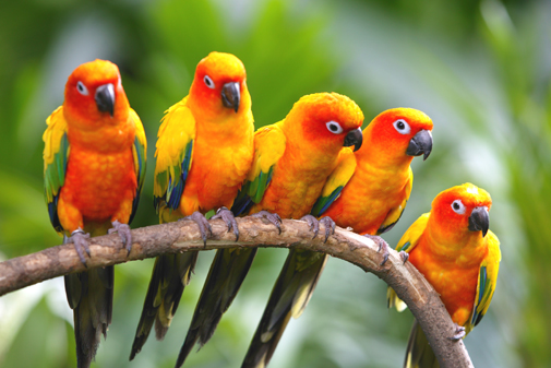 Very Sweet and Cute Animals: Exotic birds in flight