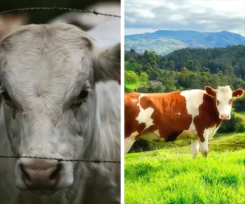 sustainable earth eating program