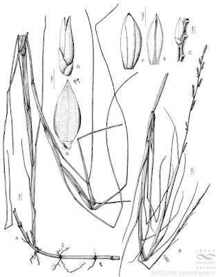 Canutillo (Setaria germinata)