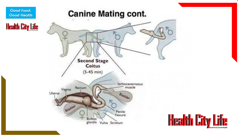 Why dogs get stuck during mating (dog) cytosis / sexual intercourse