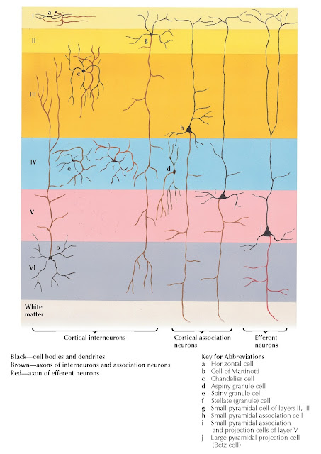 TYPES OF NEURONS IN CEREBRAL CORTEX