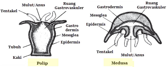  Struktur  dan Fungsi Tubuh  Coelenterata  Mikirbae