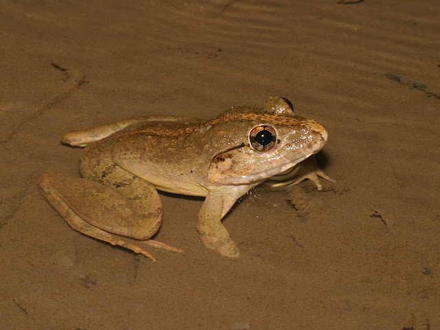 Malayan Giant Frog - Limnonectes blythii
