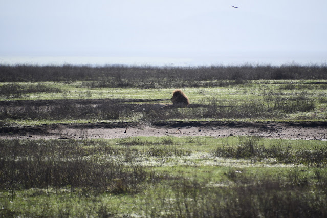 Cratera Ngorongoro Tanzânia