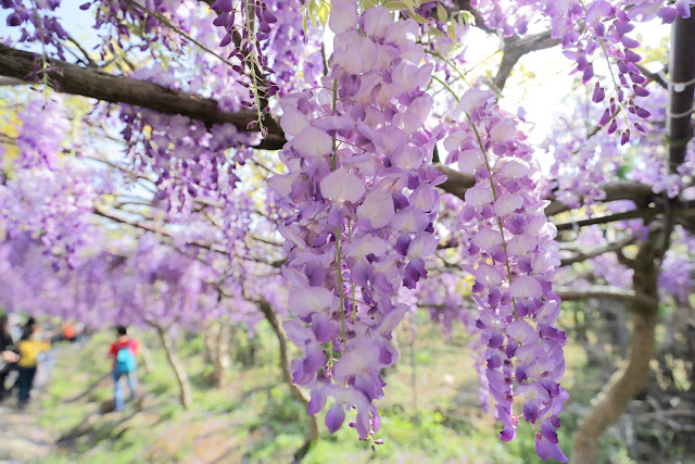 淡水紫藤咖啡園 紫藤花