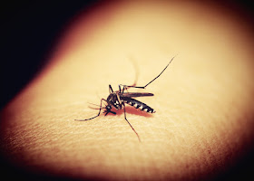 mosquito on skin