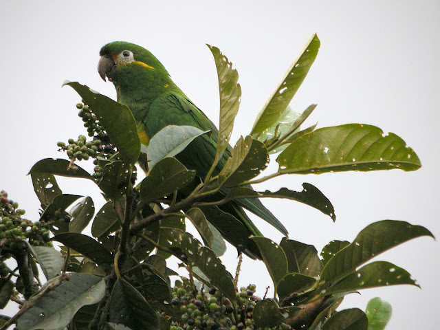 Leptosittaca branickii