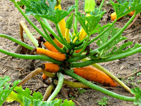 orange zucchini field