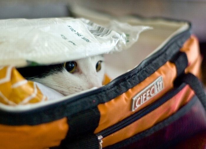 Кот прячется в чемодане