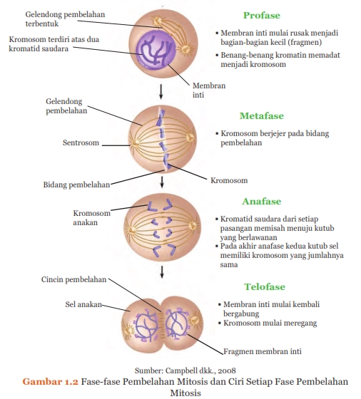 fase-fase pembelahan mitosis dan ciri setiap fase pembelahan mitosis, Sistem Reproduksi pada Manusia, http://semuamaterisekolah.blogspot.co.id/