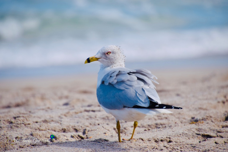 Meet my Florida "gullfriends!"  | Ms.Toody Goo Shoes #seagulls #florida
