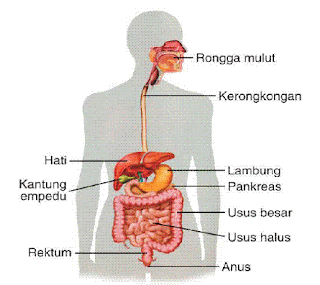 Sistem Pencernaan Manusia (Alat Pencernaan dan Gangguan Pencernaan)