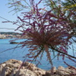 Vis album