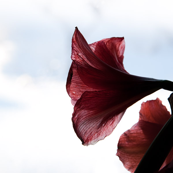 En gammal amaryllis