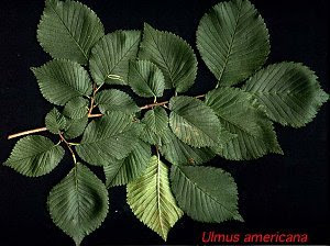 el olmo americano y su relacion con la fauna Ulmus americana