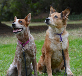 Heelers with limited slip collars