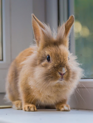 A pet bunny rabbit sits on a window sill