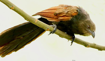 "Greater Coucal, resident looking for prey."