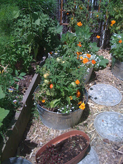 veggies in the backyard