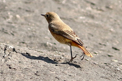 "Black Redstart - winter visitor common"