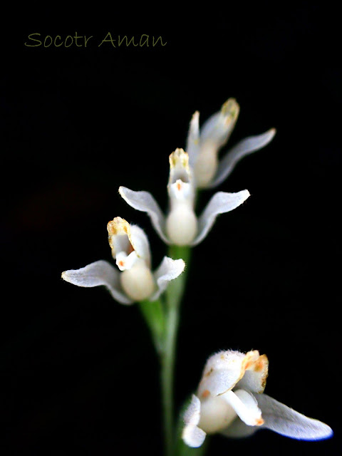 Goodyera schlechtendaliana