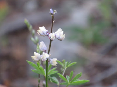 wildflower wednesday flower photography identification
