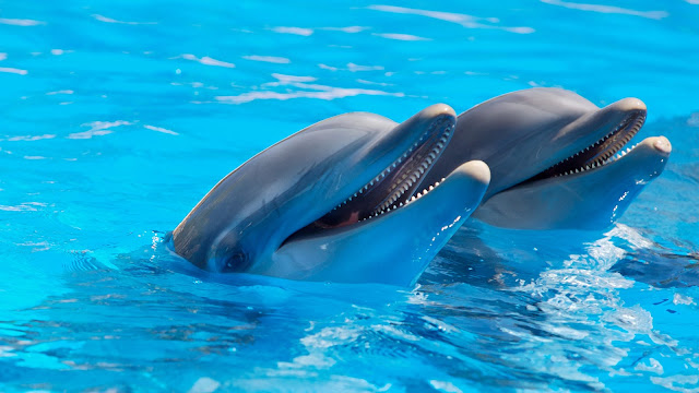 https://www.pexels.com/photo/adorable-dolphins-on-surface-of-water-225869/