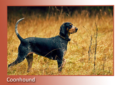 Coonhound