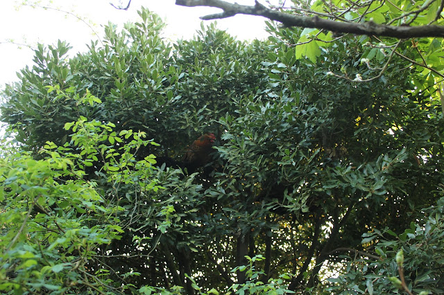 Poultry roosting in trees in a forest garden