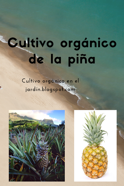 Cultivo de piña ananas