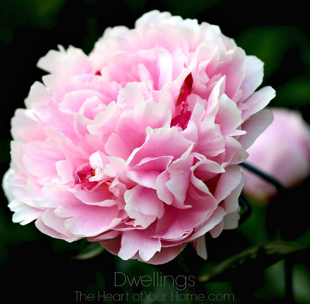 pink peonies