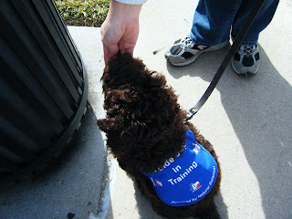 Alfie gets a treat for guiding me to a trashcan