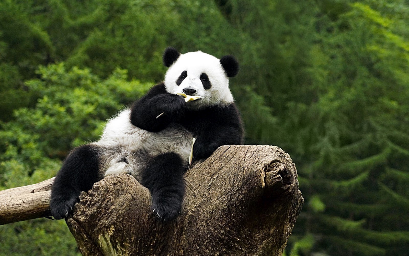 Animals Wallpapers  HD  Cute Panda  Wallpapers  2012