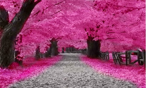 Foto Pemandangan Bunga Sakura Terindah di Jepang  Terbaru 