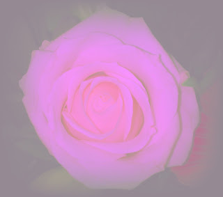 white rose tinted pink