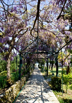 achiellonwisteria