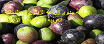 دراسة جدوى زراعة الزيتون فى المملكة العربية السعودية و الامارات