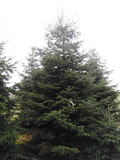 kerstboom kopen groot Ardennen uitkiezen uitzoeken prijzen op aanvraag