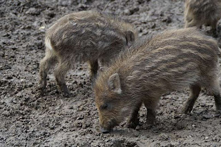 babi makan tanah kotoran